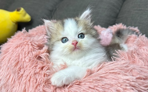 晚安小貓